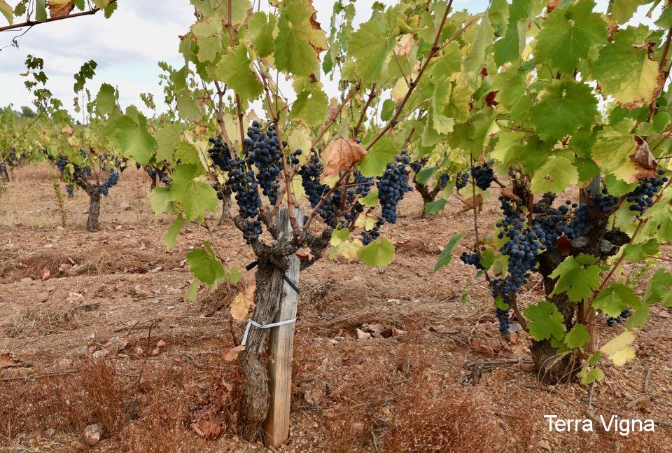 Vines with grapes on them.