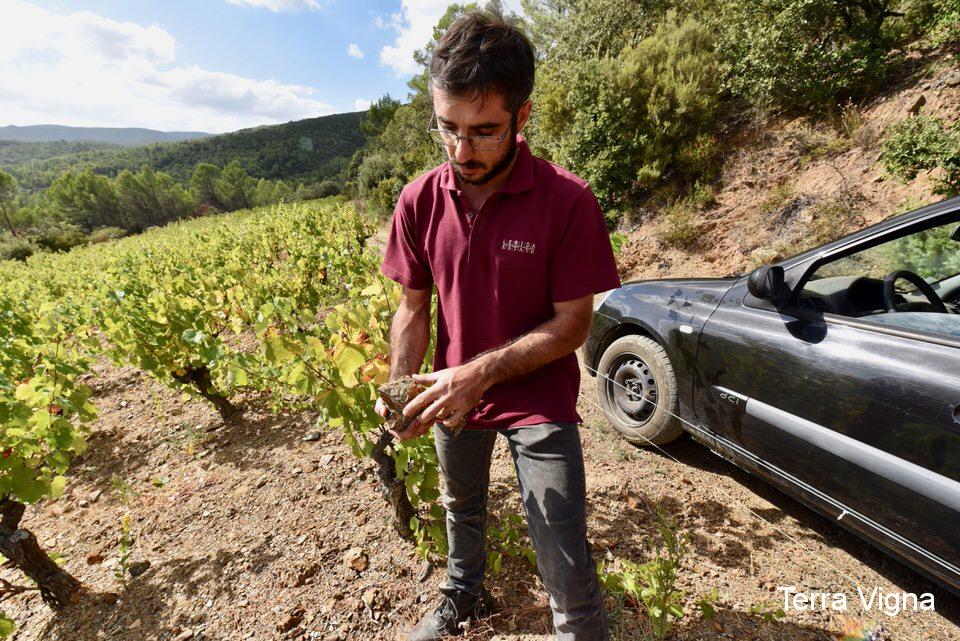 A man standing in a vineyard showing a rock.