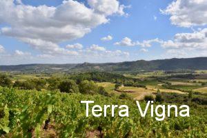A vineyard with mountains in the background.