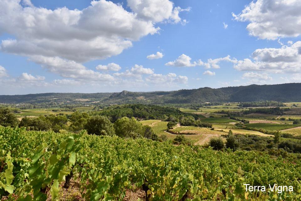 A vineyard with mountains in the background.