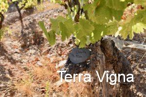 A grapevine of Olivette Blanche in the Les Jalouses vineyard.
