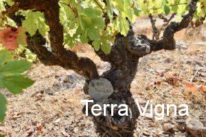A grapevine of Petite Bouschet in the Les Jalouses vineyard.