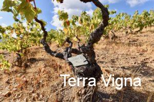 grapevine of Gibi Blanc at the Les Paissels vineyard.