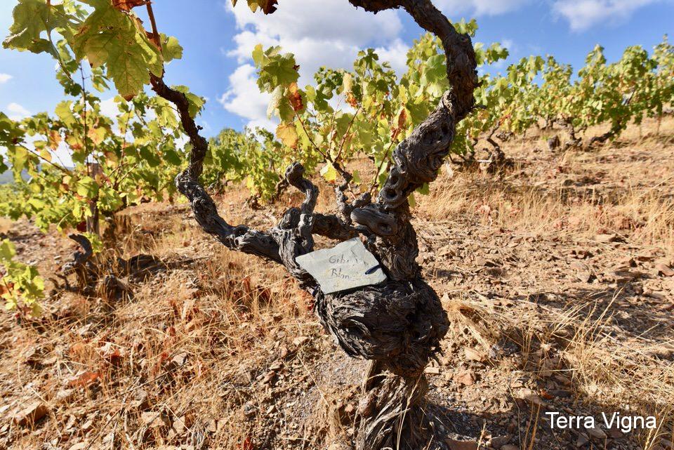 grapevine of Gibi Blanc at the Les Paissels vineyard.