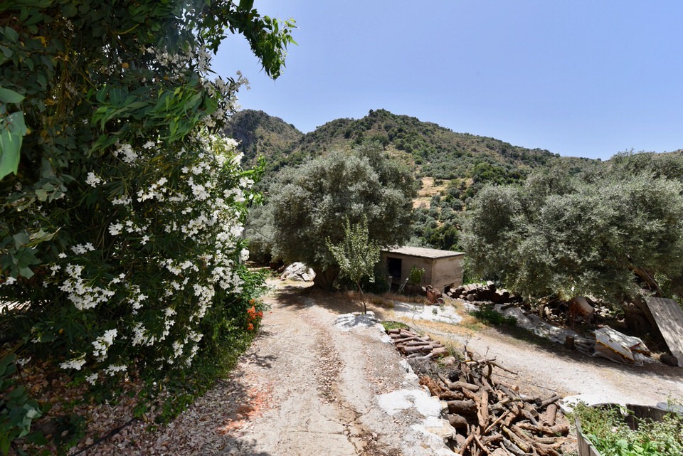 A path going along some olive trees.